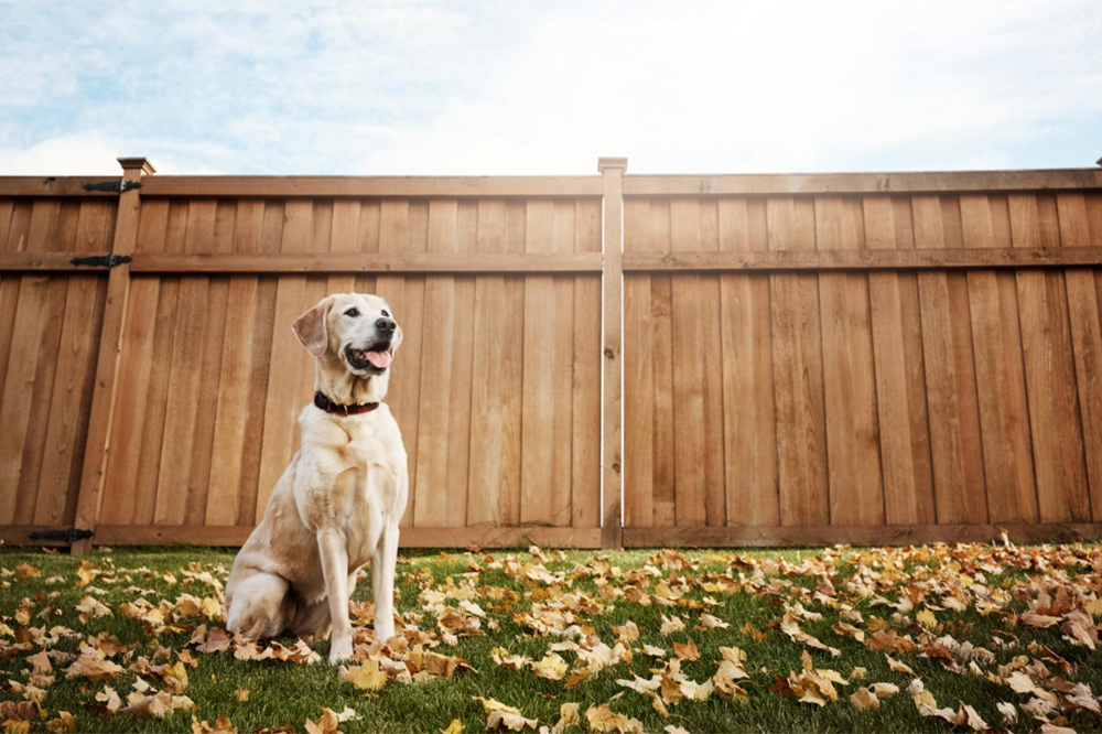 How to Pick the Perfect Fencing for Your Dog